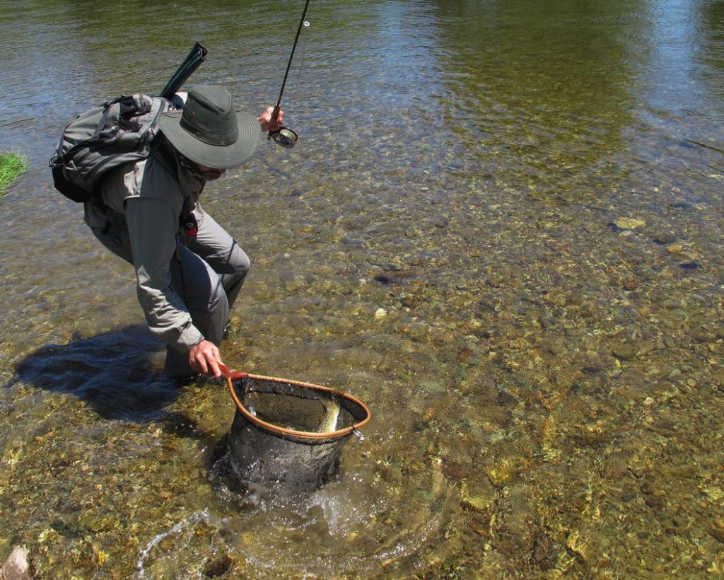 THe Trout Bohemia