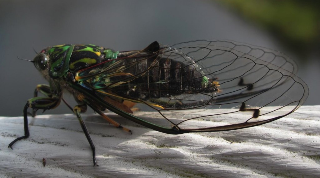 one fat cicada